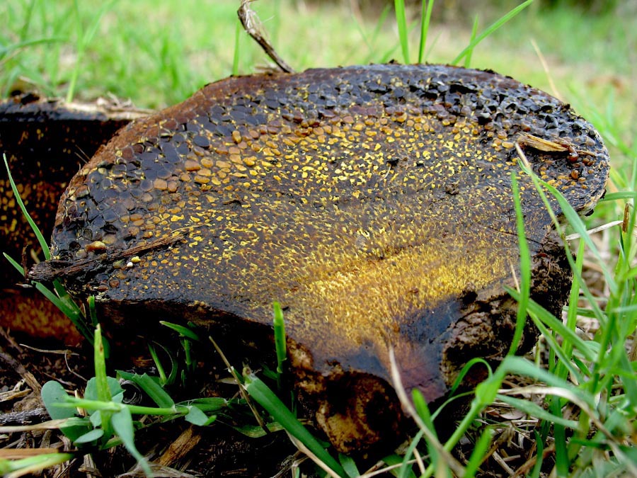 Pisolithus arizus